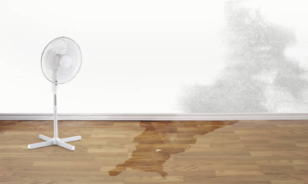 Best 24/7 water damage repair  in Calcutta, OH